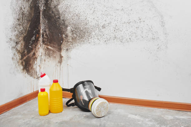 Best Mold Removal Near Me  in Danvers, IL
