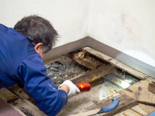 Best Mold Testing  in Danvers, IL