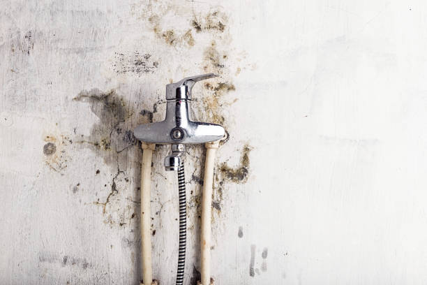 Best Mold Remediation Experts  in Danvers, IL