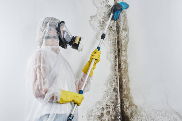 Best Fast Mold Removal  in Danvers, IL