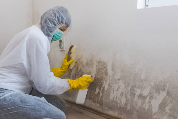 Best Home Mold Removal  in Danvers, IL