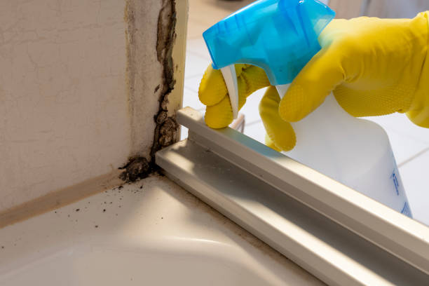 Best Affordable Mold Removal  in Danvers, IL
