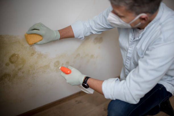 Best Commercial Mold Removal  in Danvers, IL