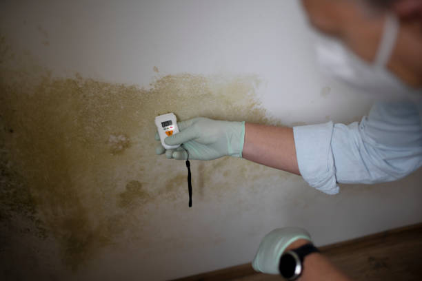Best Affordable Mold Removal  in Danvers, IL