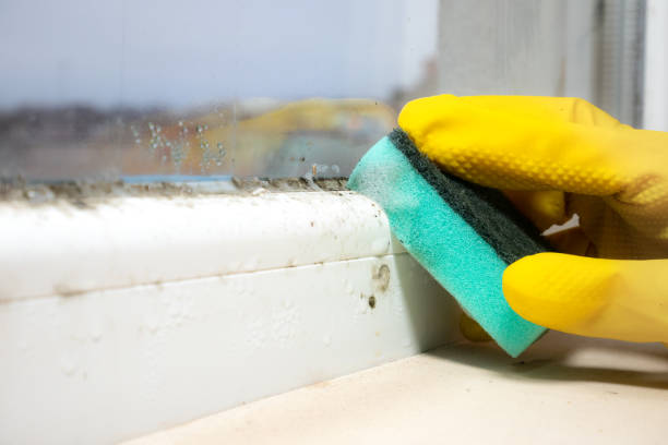 Best Black Mold Removal  in Danvers, IL