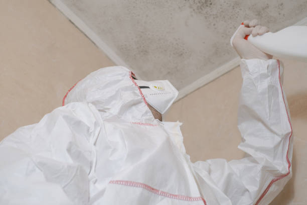 Best Mold Removal Near Me  in Danvers, IL