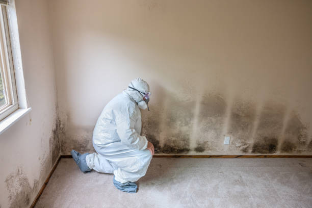 Best Office Mold Removal Services  in Danvers, IL
