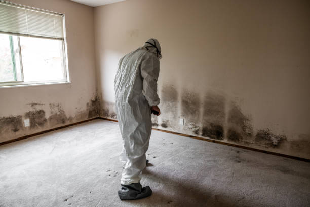 Best Residential Mold Removal  in Danvers, IL