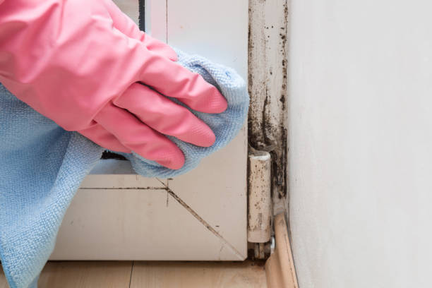 Best Mold Remediation  in Danvers, IL