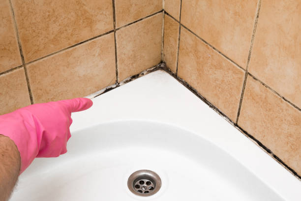 Best Fast Mold Removal  in Danvers, IL